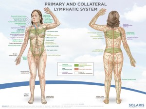 lymphatic system